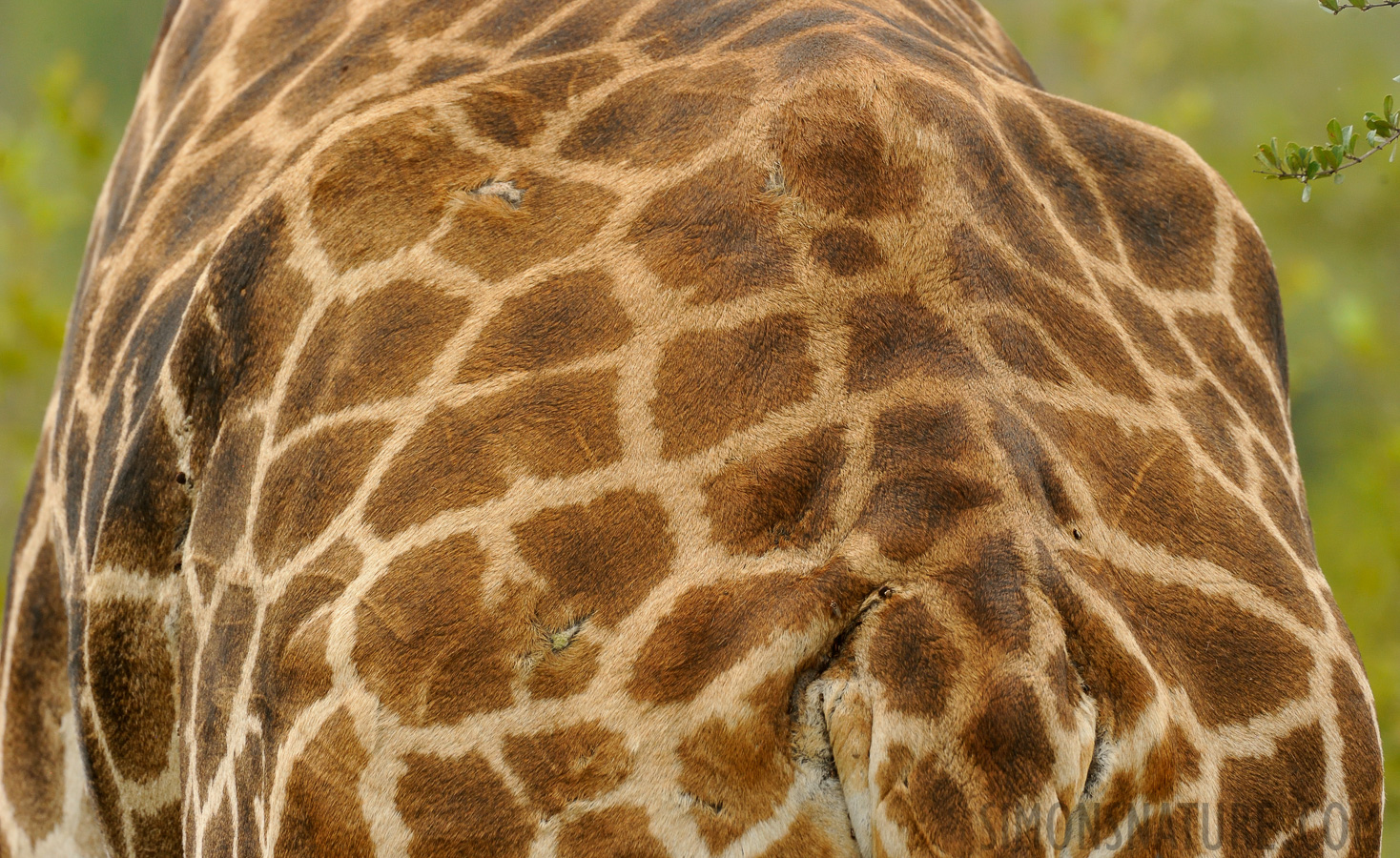 Giraffa giraffa giraffa [550 mm, 1/500 Sek. bei f / 9.0, ISO 1600]
